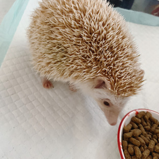 ハリネズミ　白