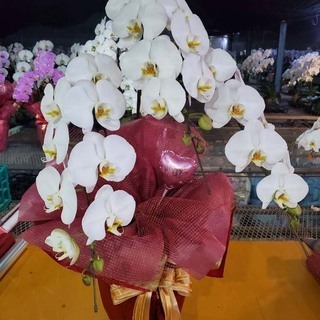 胡蝶蘭 新築、開店、昇進、誕生日の贈り物 贈答用