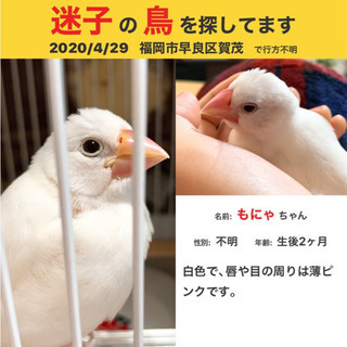 白文鳥を探しています