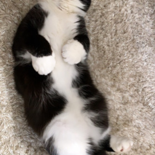 zoomやってます🐱