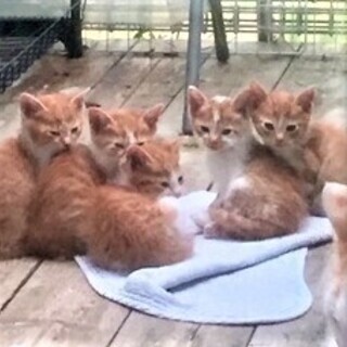 生後一か月の子猫の飼い主になってください。