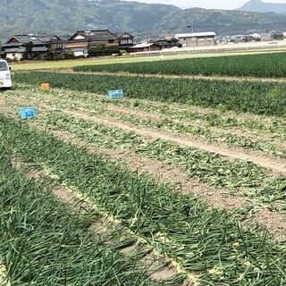 ご協力お願いします！　佐賀白石産早生新玉ねぎ！　二級品10キロ