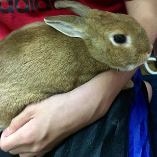 ネザーランドドワーフ　うさぎ