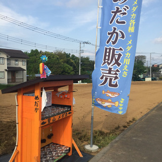 メダカ無人販売所の里山めだか 公園前 楊貴妃スワロー ピュアホワ...