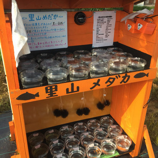 メダカ無人販売所の里山めだか 公園前 楊貴妃スワロー ピュアホワイト 朱赤楊貴妃 黒ラメレインボー プラチナ牡丹 松井ヒレ長黒みゆき 三色体外光 ラメミックス みゆきスーパー 幼魚ミックスの画像