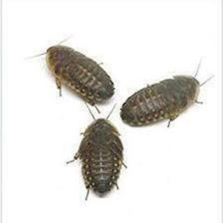 引退セール　残りわずか・・・