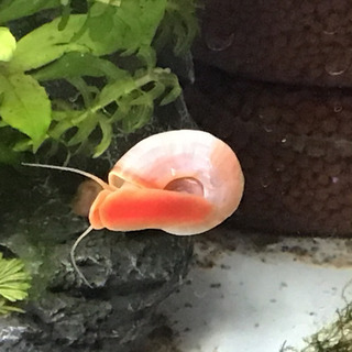 ピンクラムズホーン大小混じり10匹