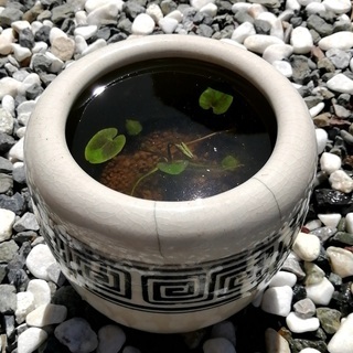 【販売】火鉢(水鉢)6号 水生植物(ガガブタ)とセット販売 / ...