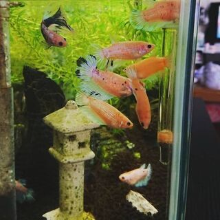 ベタ メスの画像