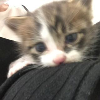 里親を募集しています！