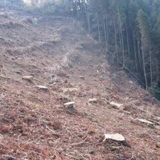 🌺 なんともならない荒廃の土地、休耕地や放置山・竹やぶ　　　　　...