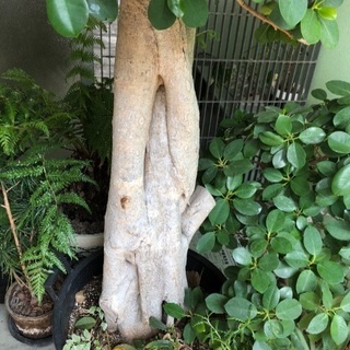 パンダガジュマル特大