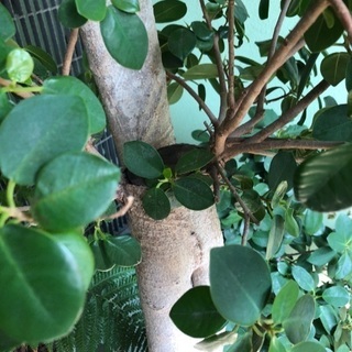 パンダガジュマル特大