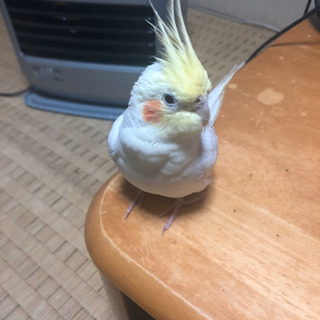 オカメインコが迷子になりました