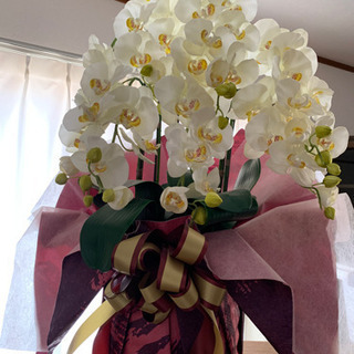 胡蝶蘭