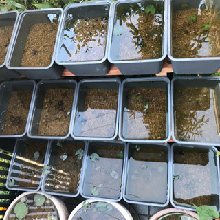 メダカ　水草　いろいろの画像
