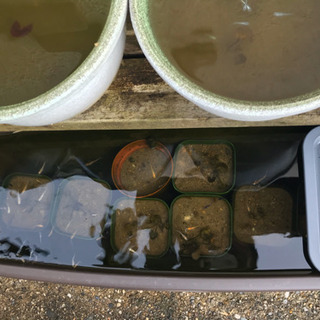 メダカ　水草　いろいろの画像