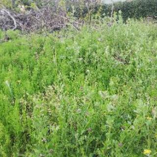 【熊谷市の便利屋】静かな草刈り、草むしり、除草剤散布、防草シート張りを承ります - 剪定/造園