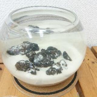 ホロホロシュリンプ5匹 ガラス水槽フルセット品