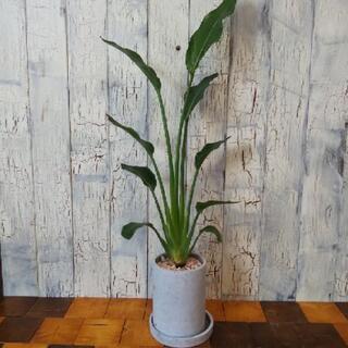 【観葉植物】   ストレリチア レギネ