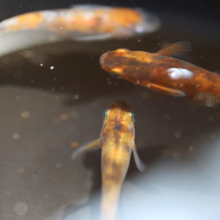 雲州三色メダカの卵20個＋αの画像