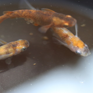 雲州三色メダカの卵20個＋αの画像