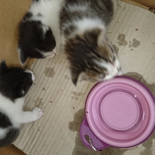 里親を募集します。小さな猫３匹です。
