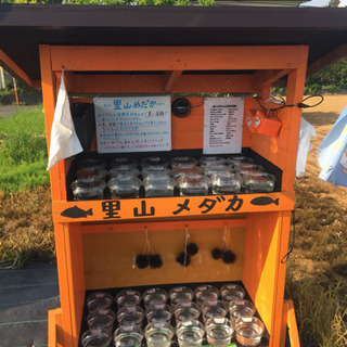 メダカ無人販売所 里山公園前 里山めだか 紅白 黄光 三色 黒み...