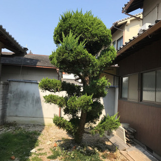庭木