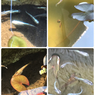 メダカ　水草　いろいろの画像