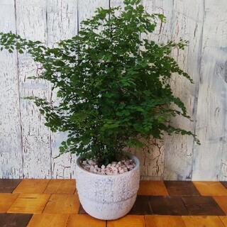 【観葉植物】     アジアンタム