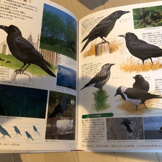 小学館の図鑑NEOの画像