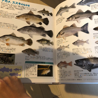 小学館の図鑑NEOの画像