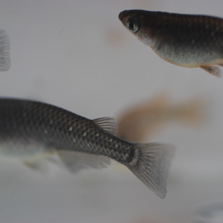 黒蜂メダカの卵２０個＋αの画像