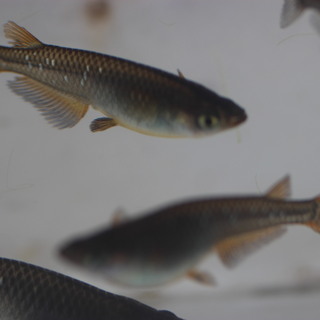 黒蜂メダカの卵２０個＋αの画像