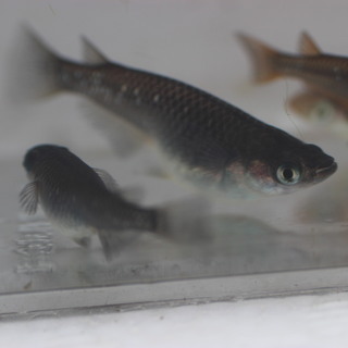 黒蜂メダカの卵２０個＋αの画像