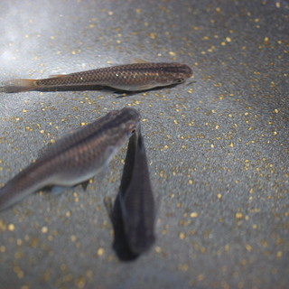 黒蜂メダカの卵２０個＋αの画像
