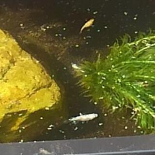 メダカ差し上げます 0円の画像