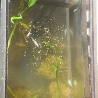 メダカ差し上げます 0円の画像