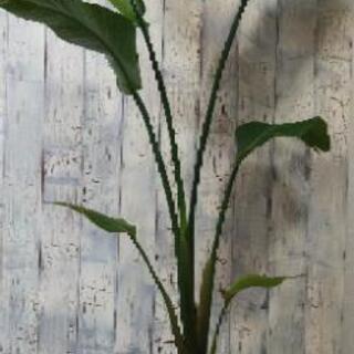 【観葉植物】  ストレリチア オーガスタ