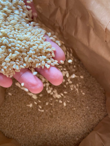 古米（2018年産）三重県産こしひかり コシヒカリ 三重県産 5kg 令和7年産 白米 「三重産こしひかり5kg