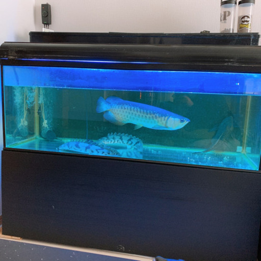 ★取引決定★水槽ごと出品します‼︎