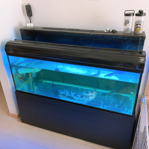 ★取引決定★水槽ごと出品します‼︎