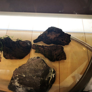 【お取引先決まりました】熱帯魚用　フルセット（交渉可）の画像