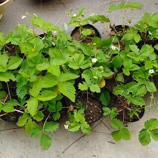 ワイルドストロベリー（白実）の苗（手渡し限定）の画像