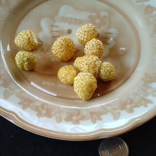 ワイルドストロベリー（白実）の苗（手渡し限定）の画像