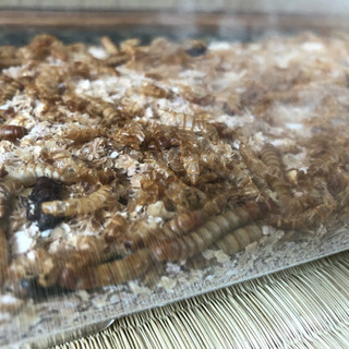 ミルワームあげます