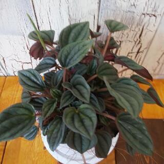 【観葉植物】★希少★ペペロミア ナポリナイツ