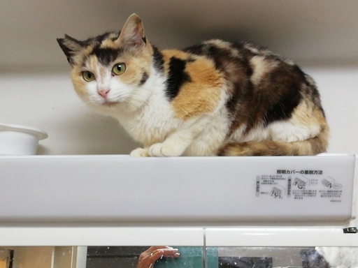 コロナ禍から保護したおとなしい三毛（四毛ちゃん） (catsandogs