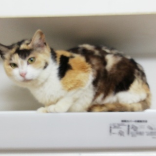 コロナ禍から保護したおとなしい三毛（四毛ちゃん） (catsandogs